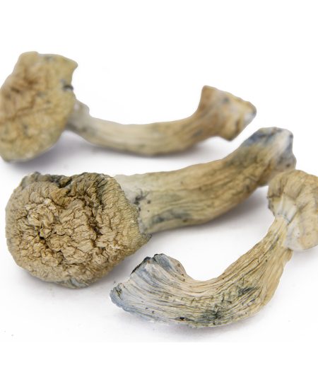 Albino Penis Envy