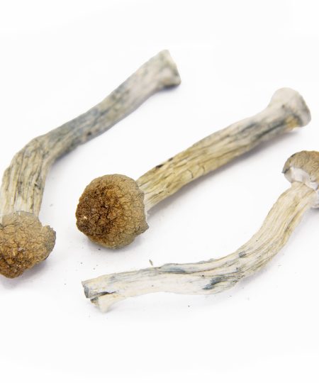 B+ Cubensis