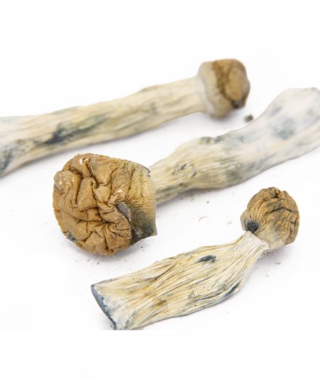 Golden Teachers