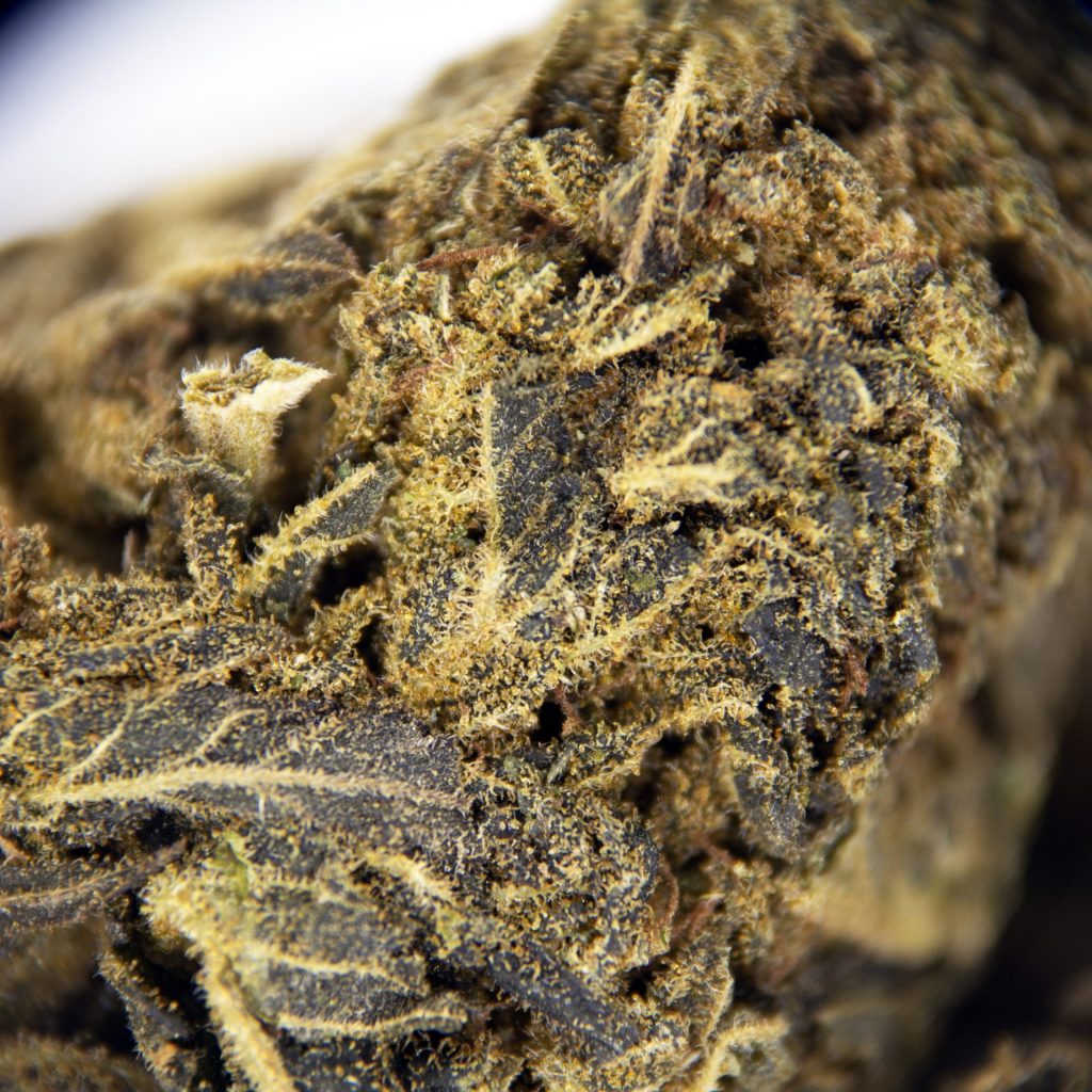 Rocket Chronic
