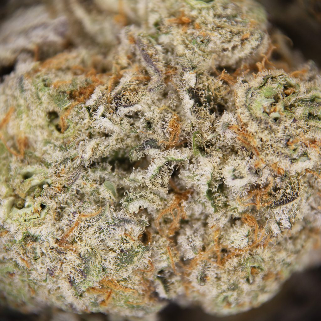 Rocket Chronic