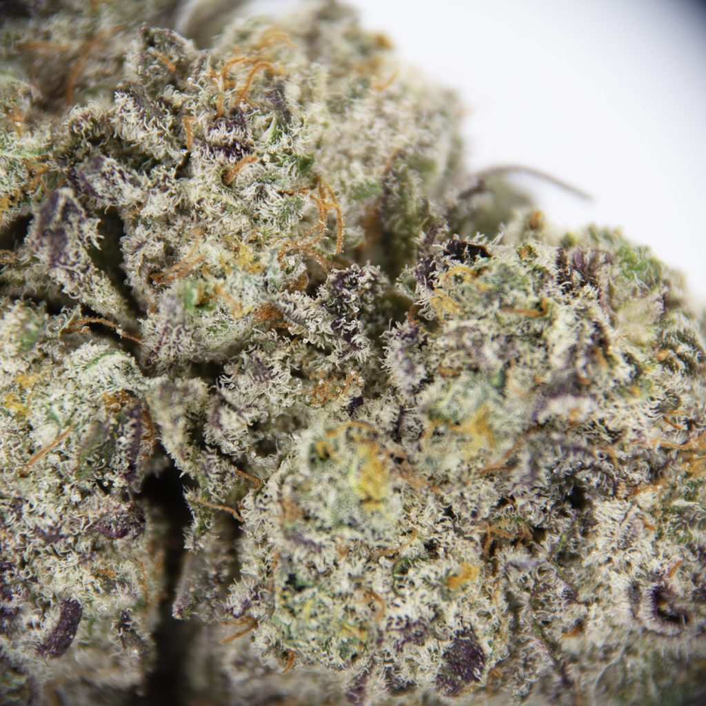 Rocket Chronic