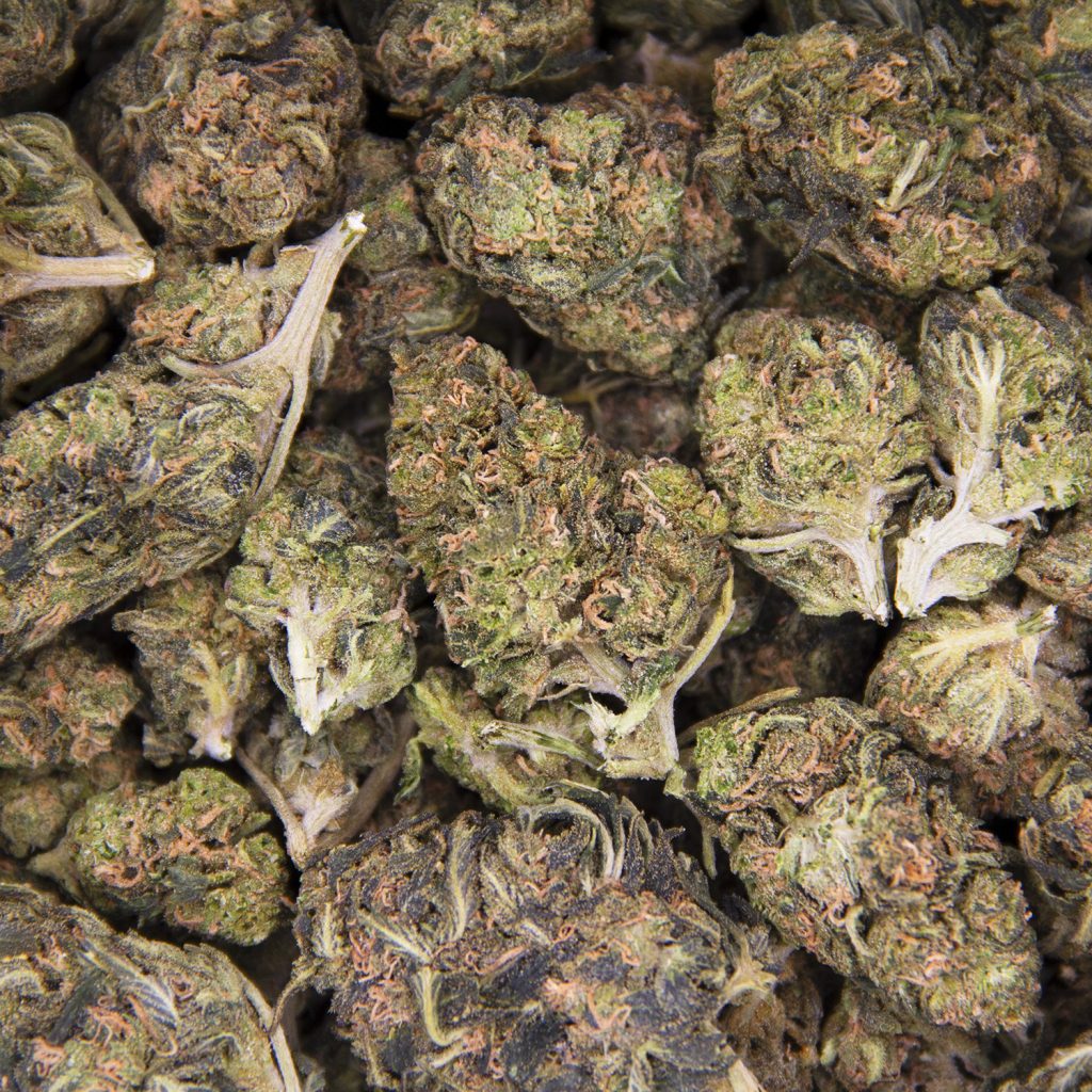 Rocket Chronic