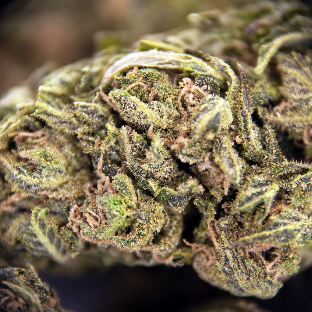 Rocket Chronic
