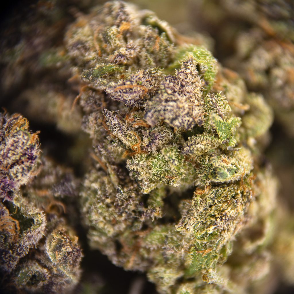 Rocket Chronic