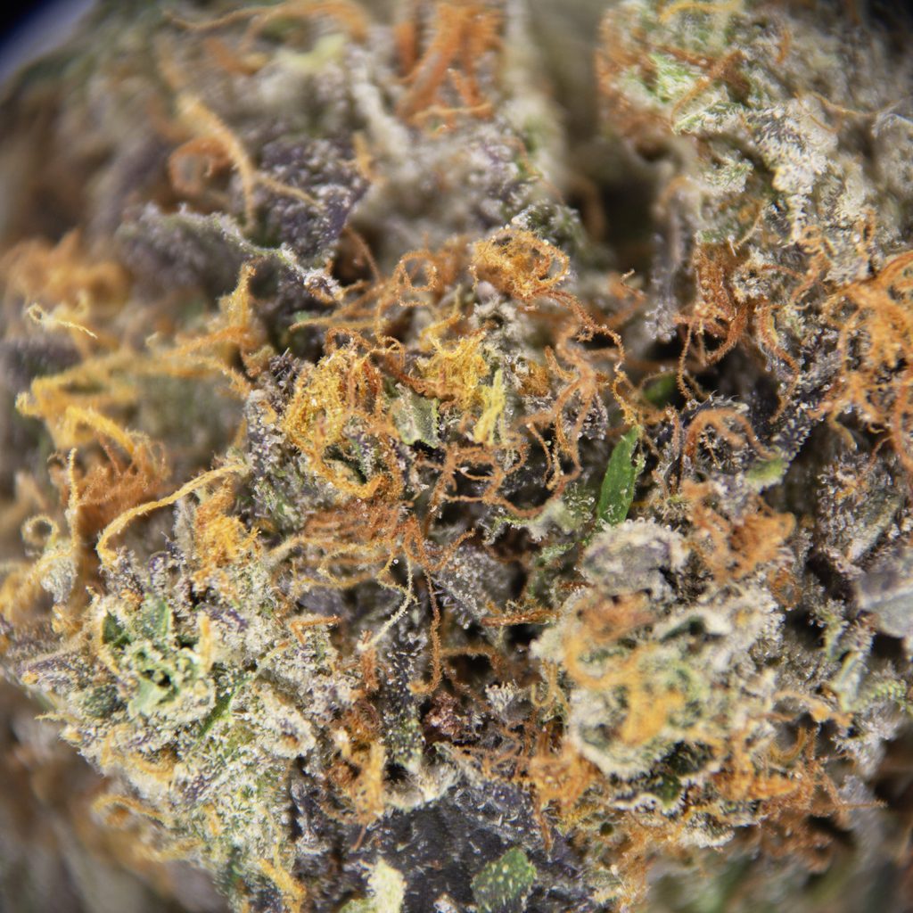 Rocket Chronic