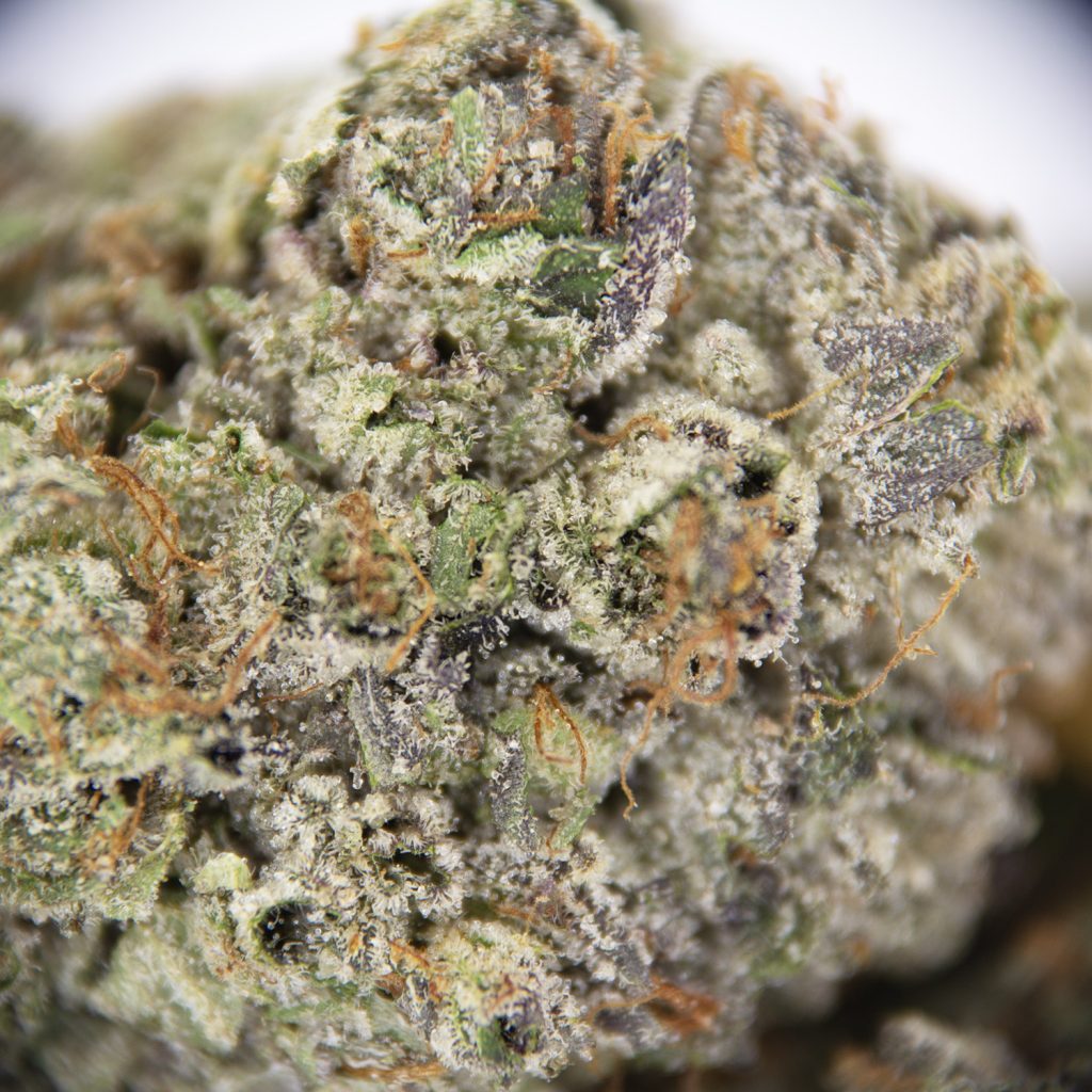 Rocket Chronic