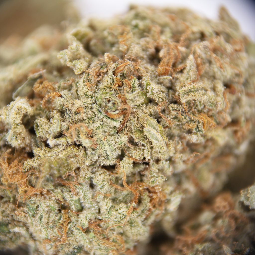 Rocket Chronic