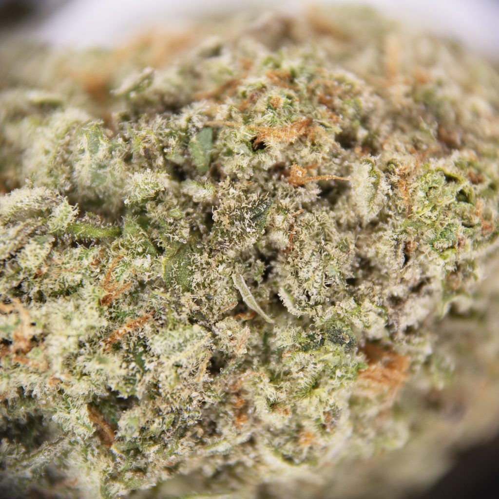 Rocket Chronic