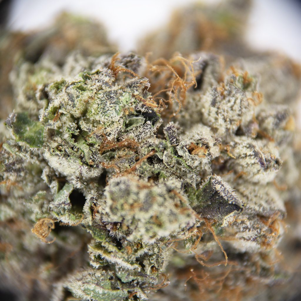 Rocket Chronic
