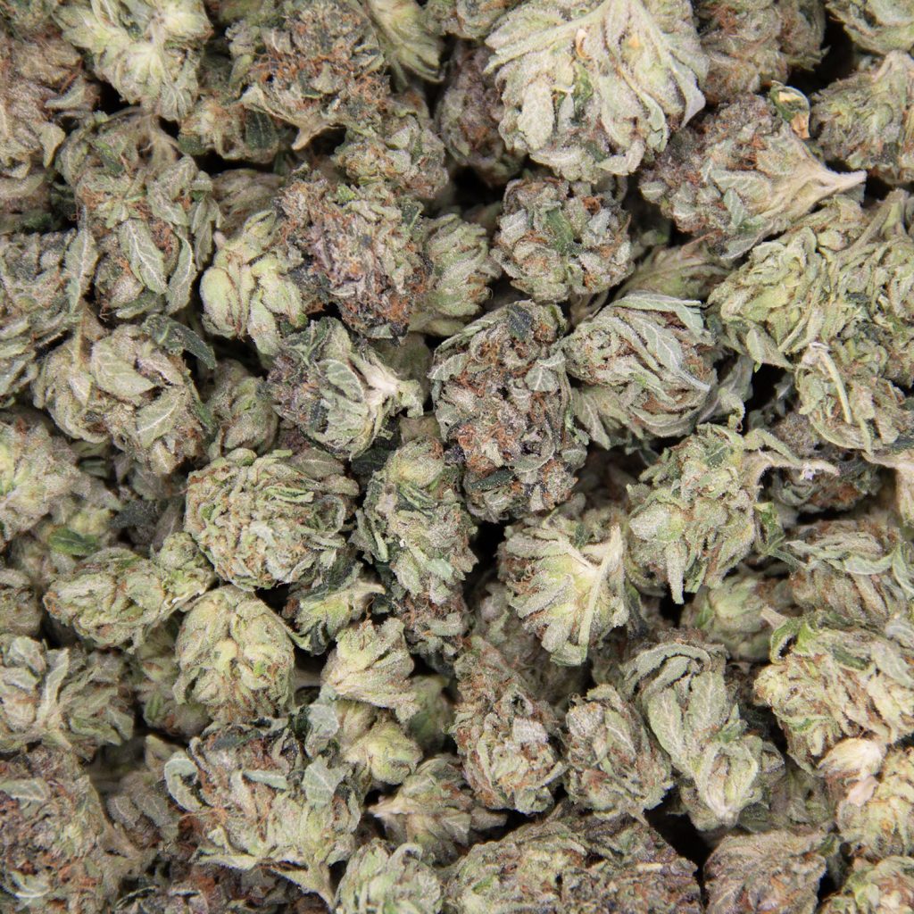Rocket Chronic