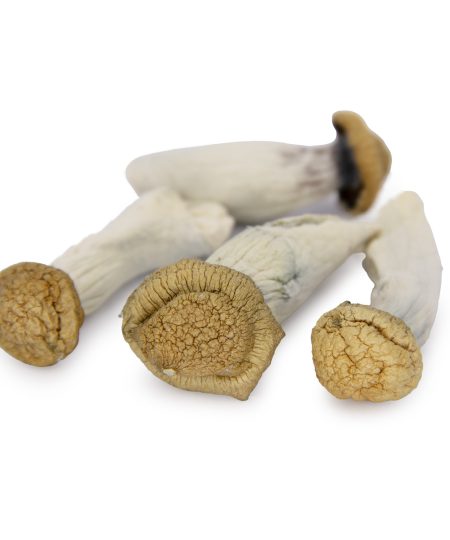 Micro Penis Envy