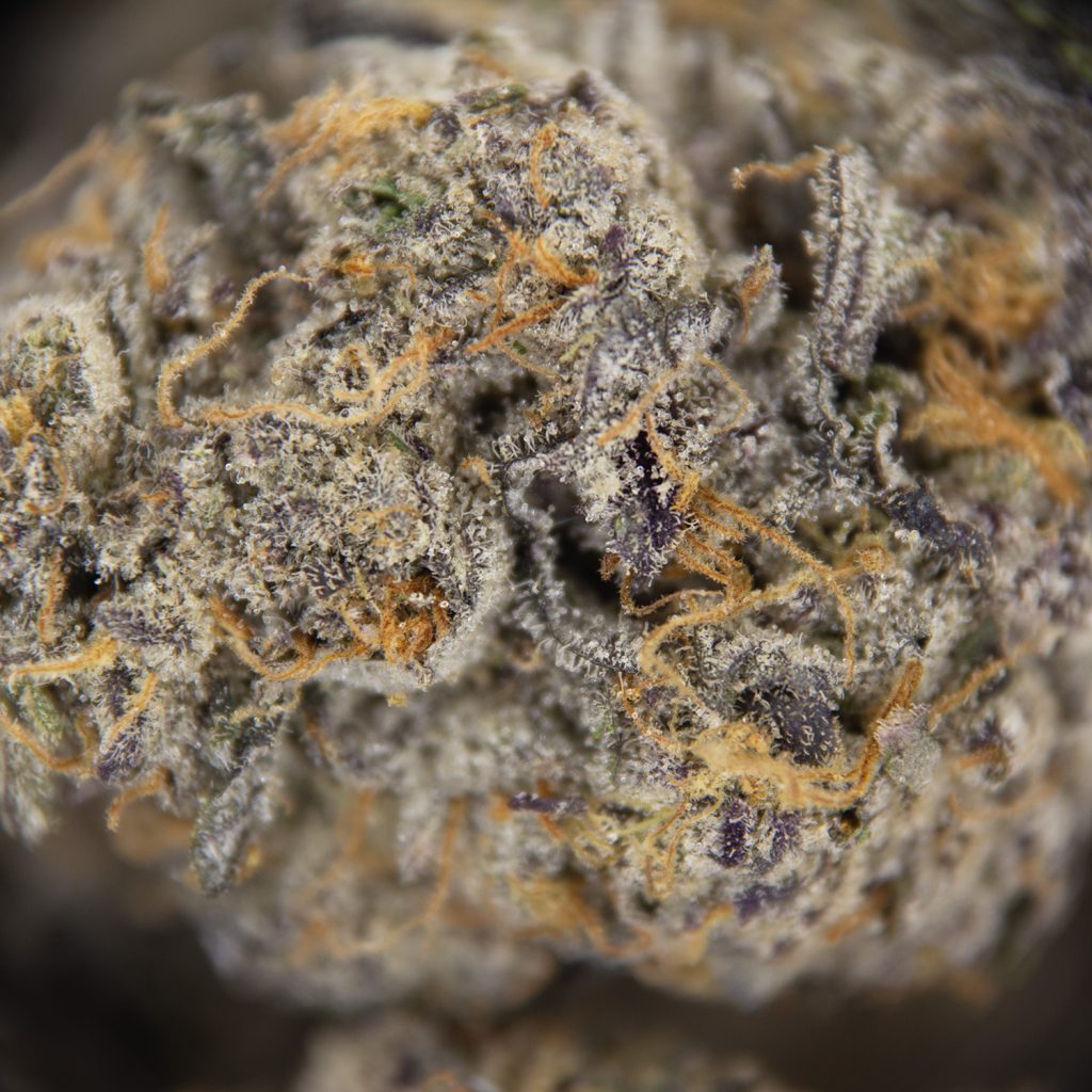 Rocket Chronic