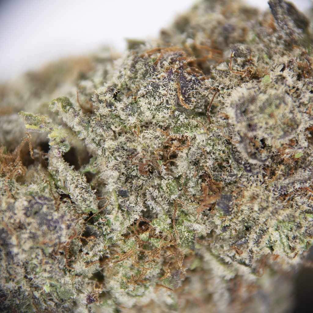 Rocket Chronic