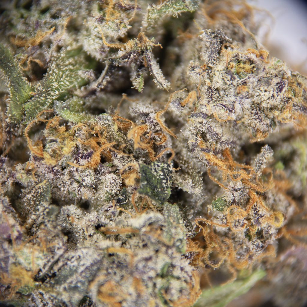 Rocket Chronic