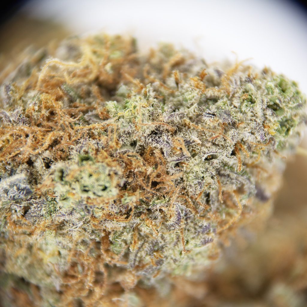 Rocket Chronic