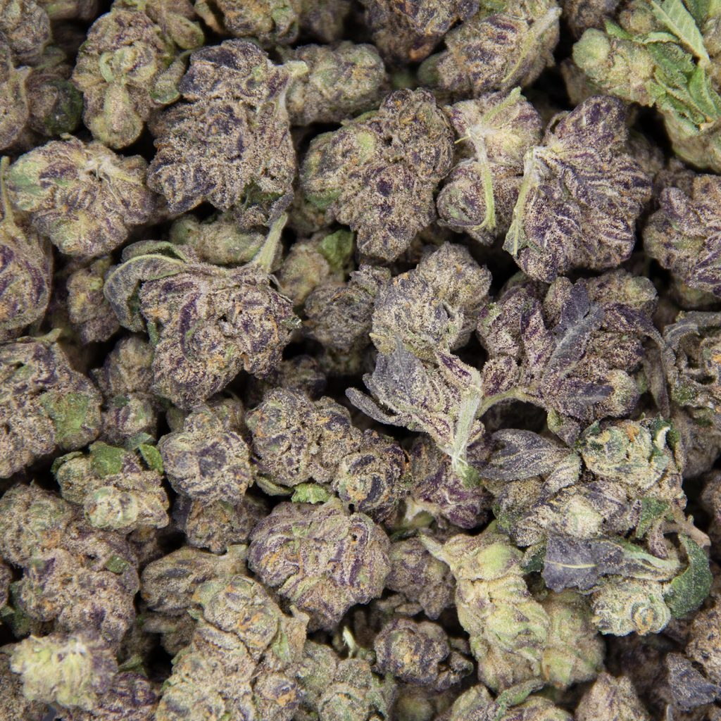 Rocket Chronic