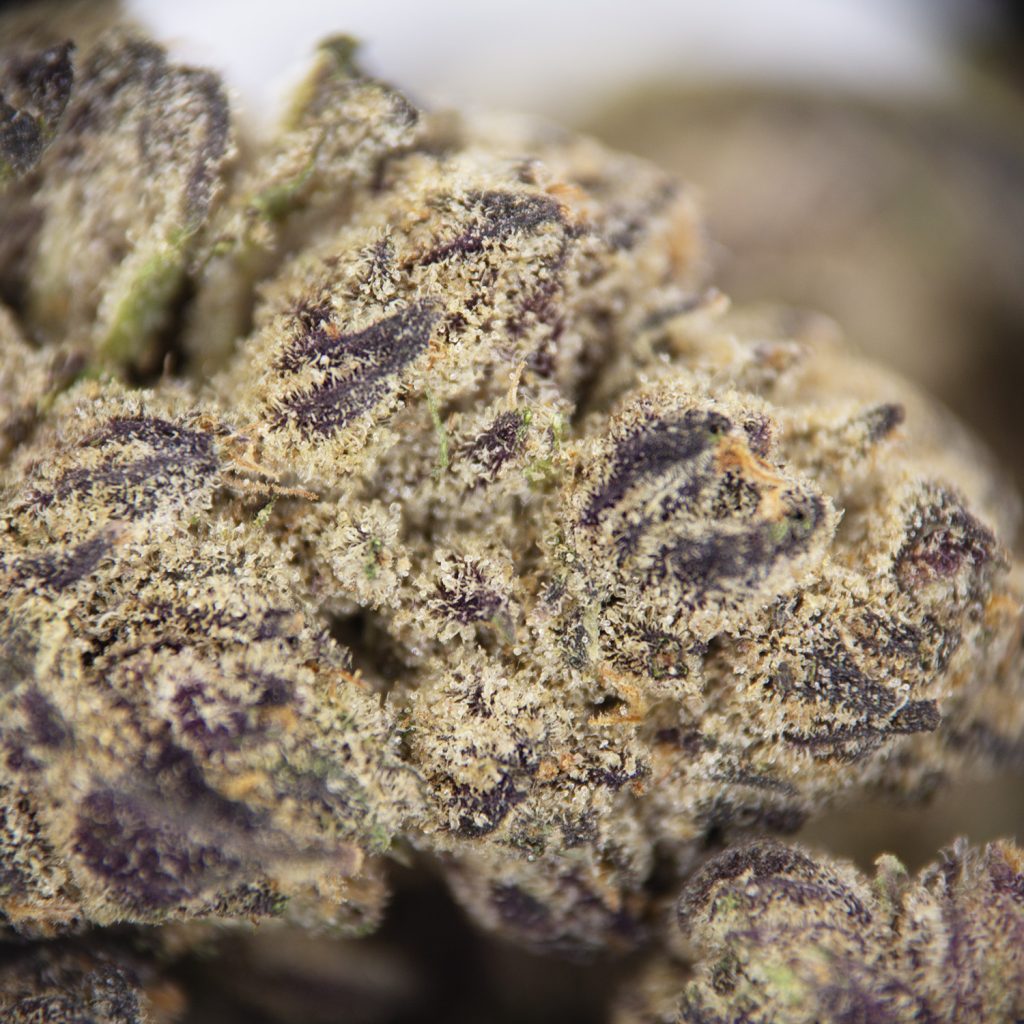 Rocket Chronic