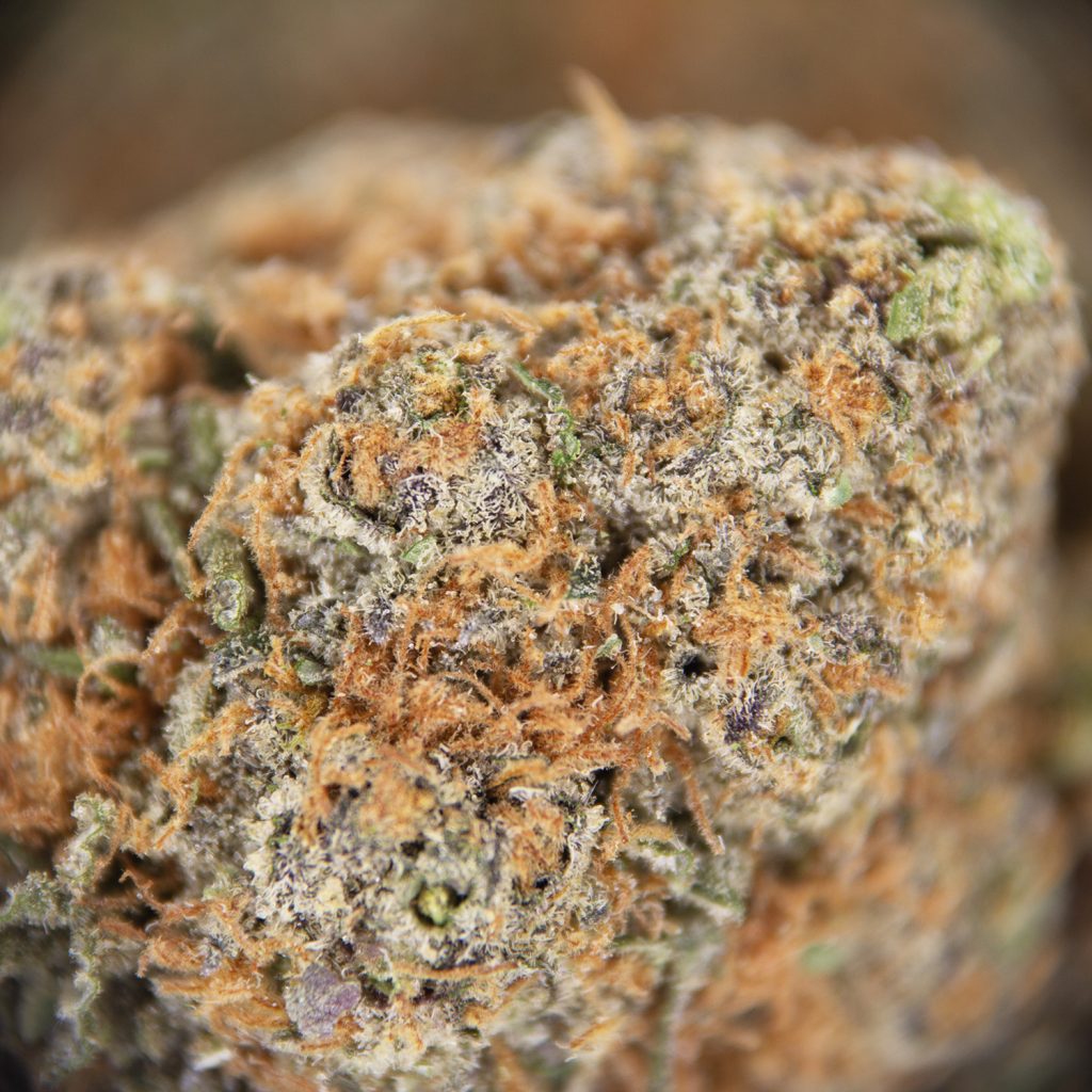 Rocket Chronic