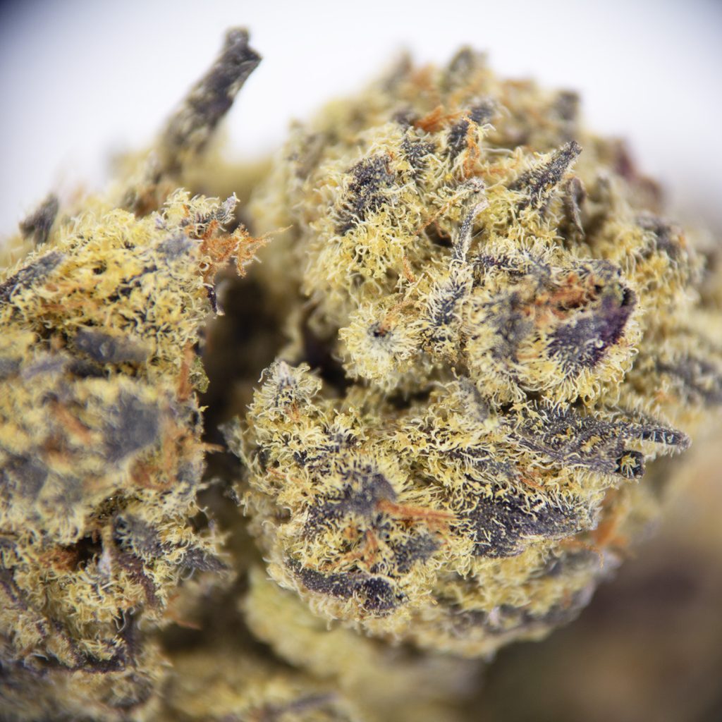 Rocket Chronic