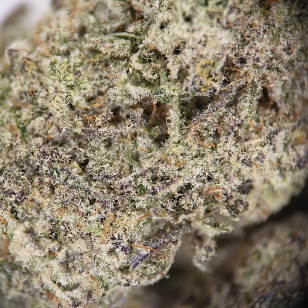 Rocket Chronic