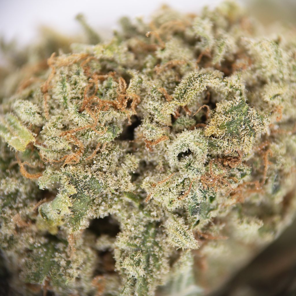 Rocket Chronic