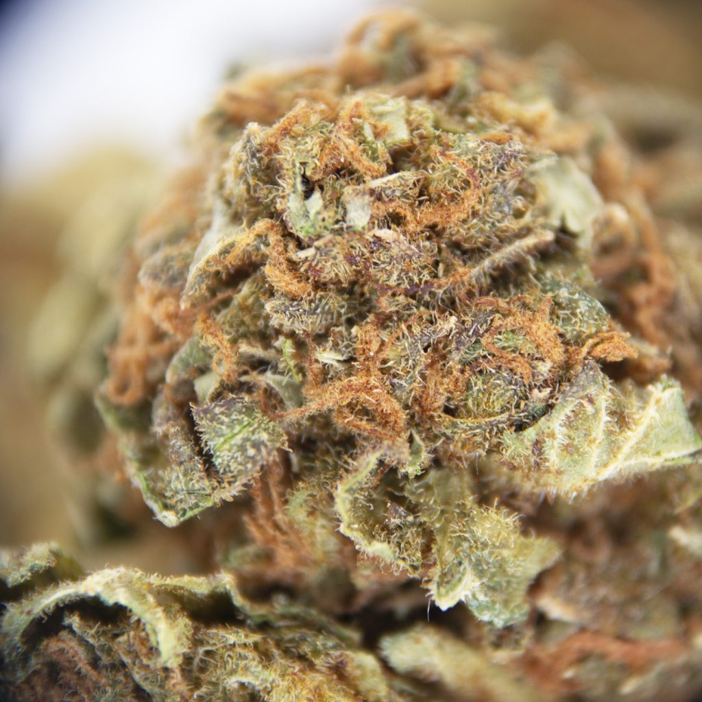 Rocket Chronic