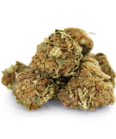 Alien Dawg (Medium) AA