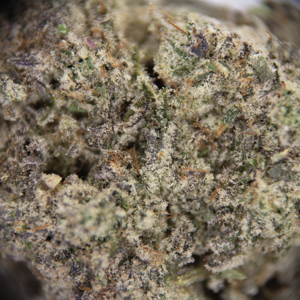 Rocket Chronic