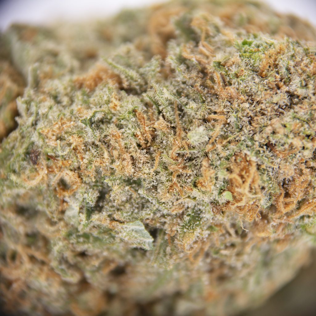 Rocket Chronic