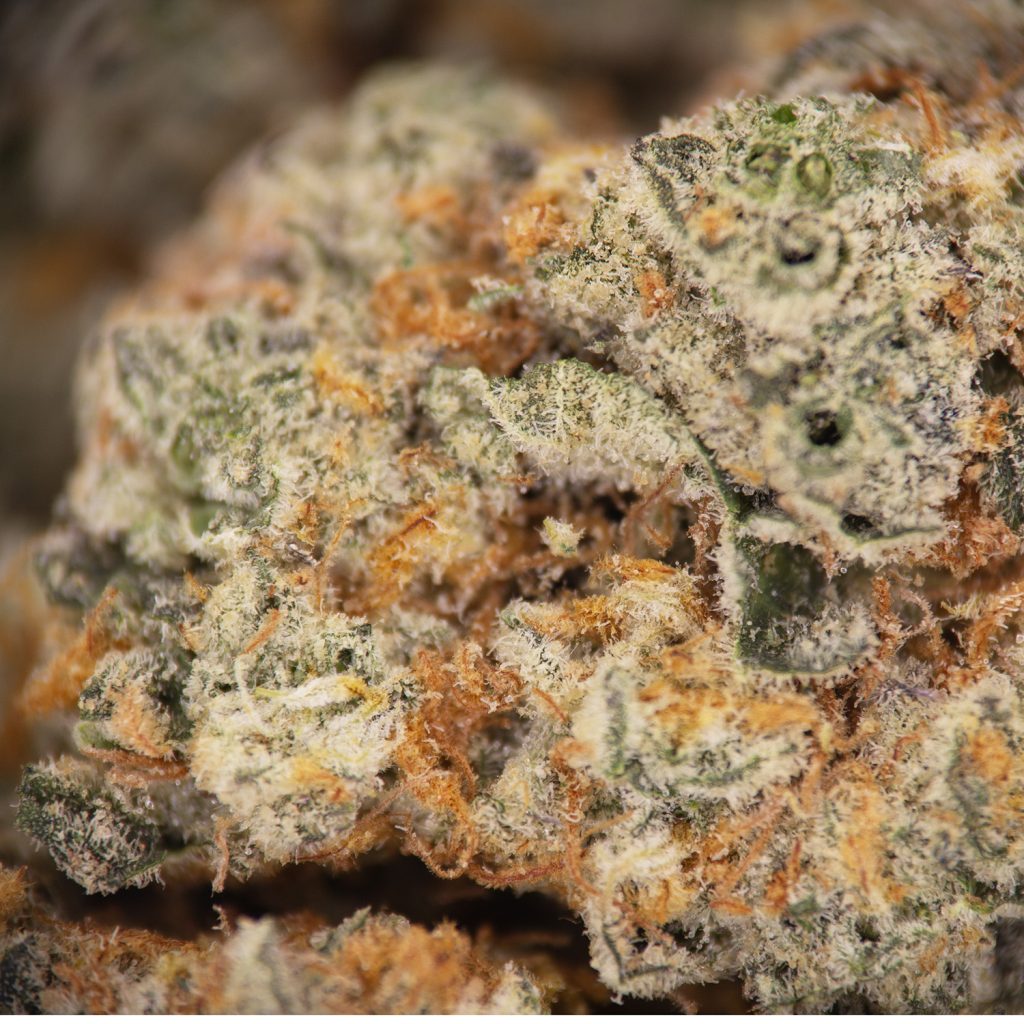 Rocket Chronic