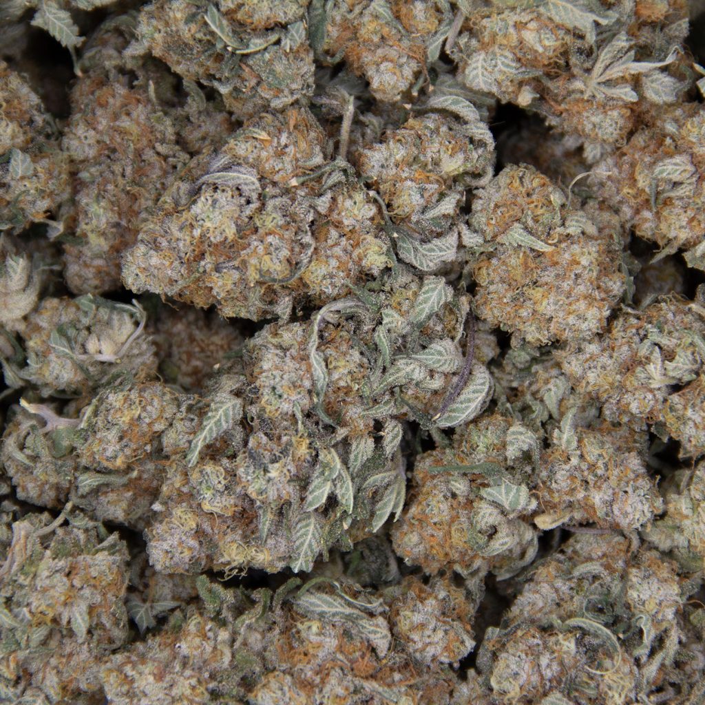 Rocket Chronic