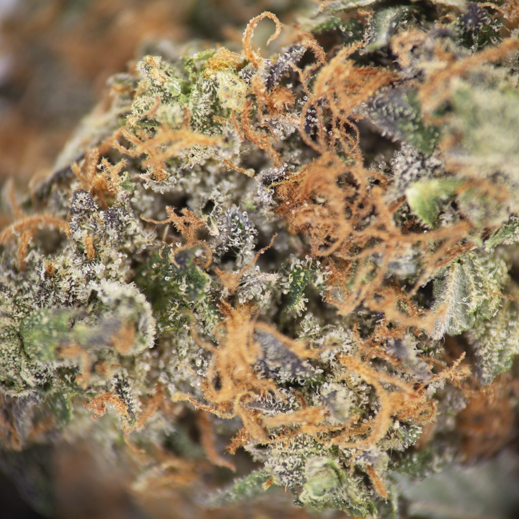 Rocket Chronic