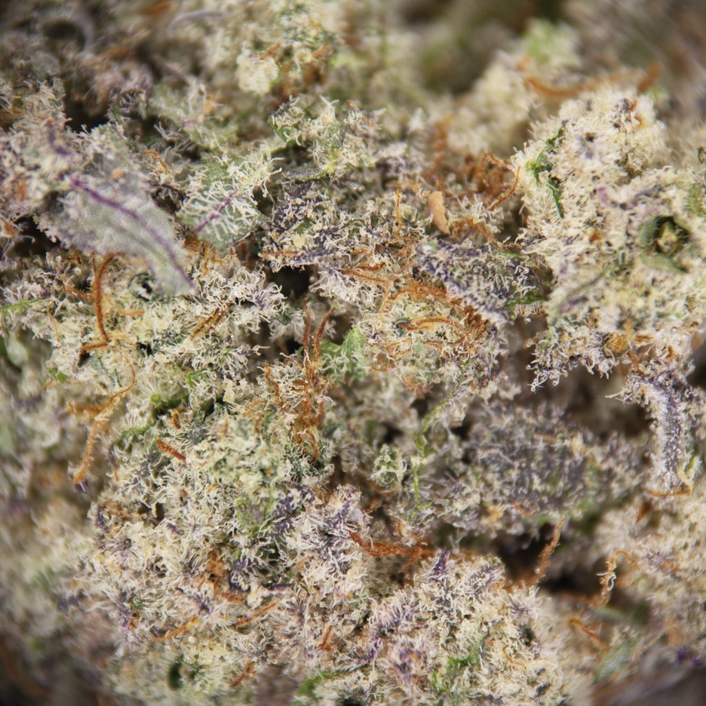 Rocket Chronic