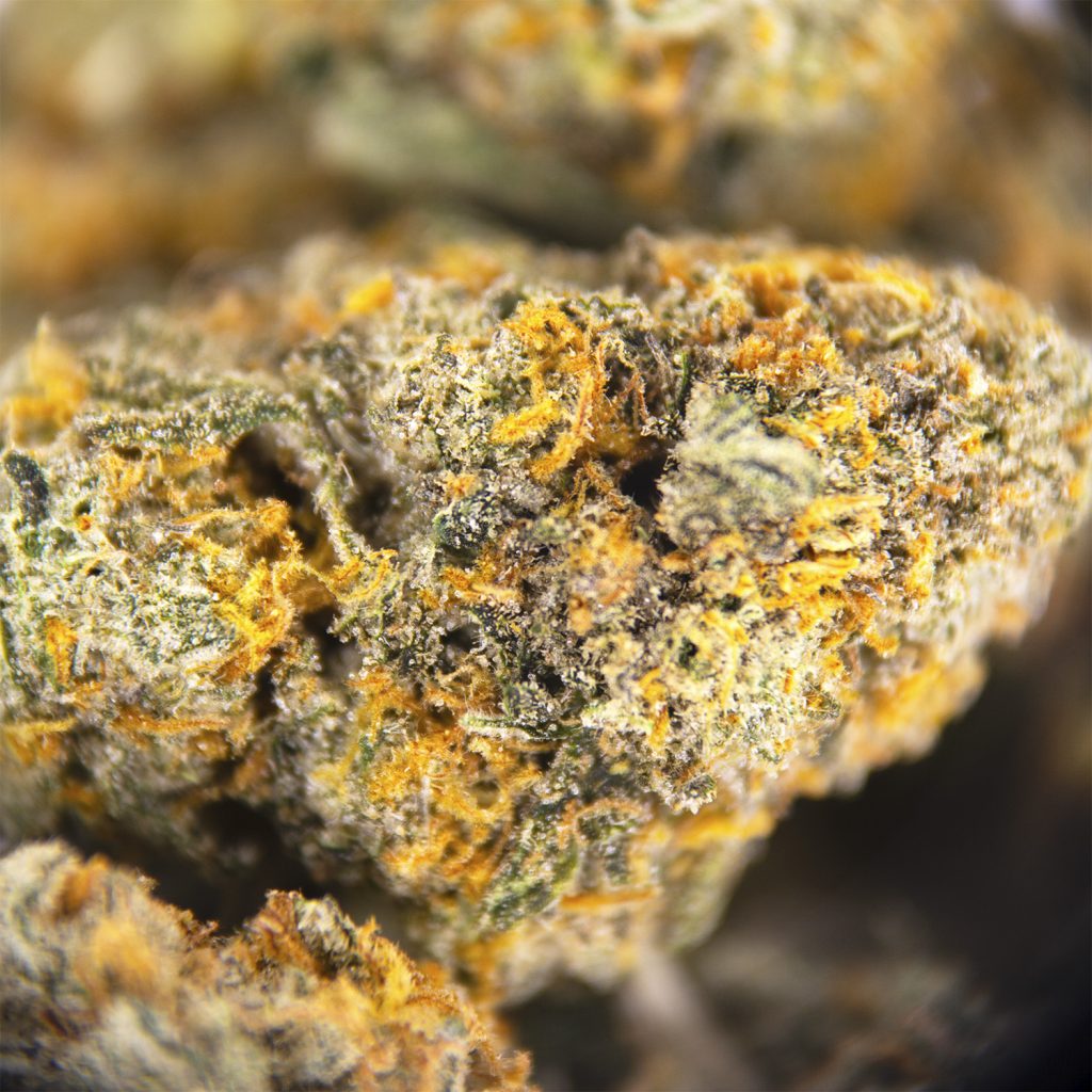 Rocket Chronic