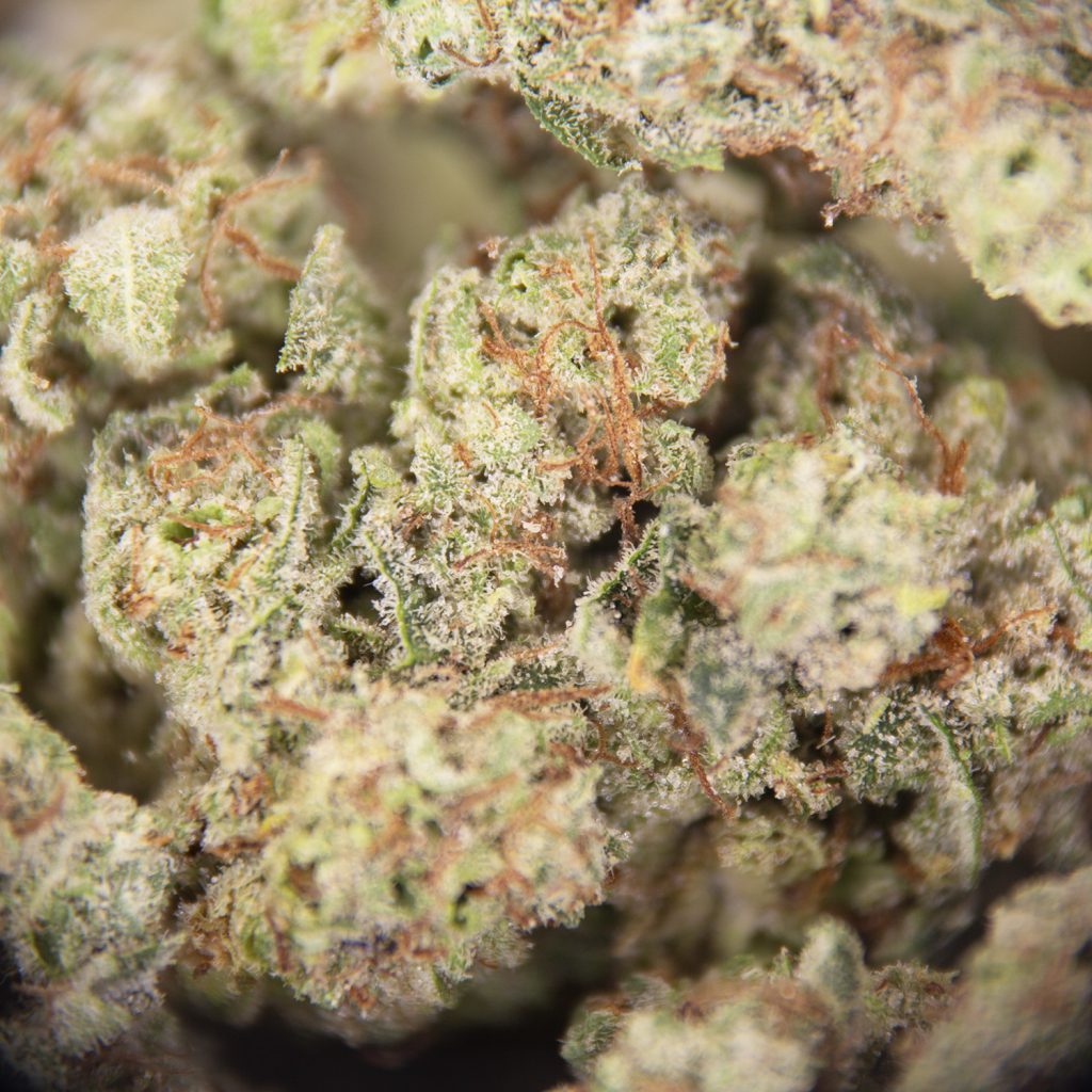 Rocket Chronic