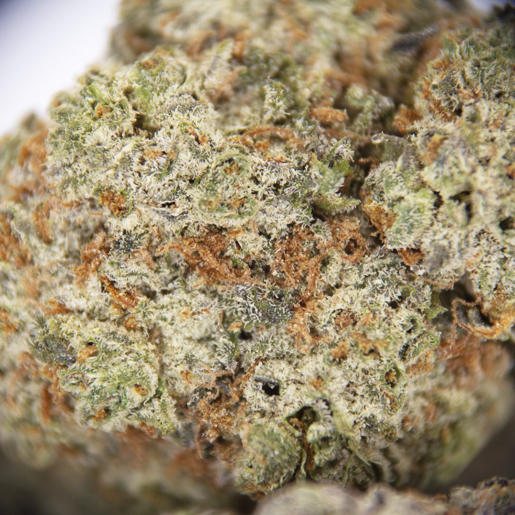 Rocket Chronic