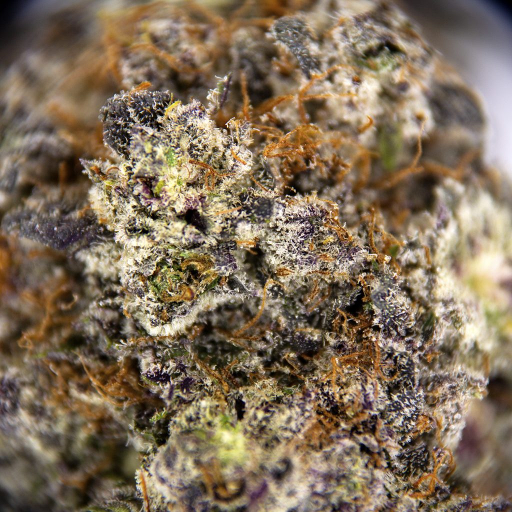 Rocket Chronic
