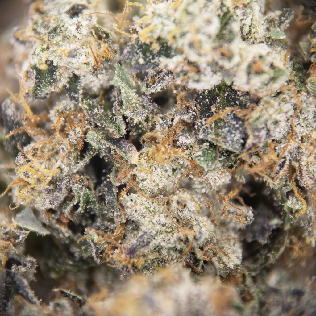 Rocket Chronic