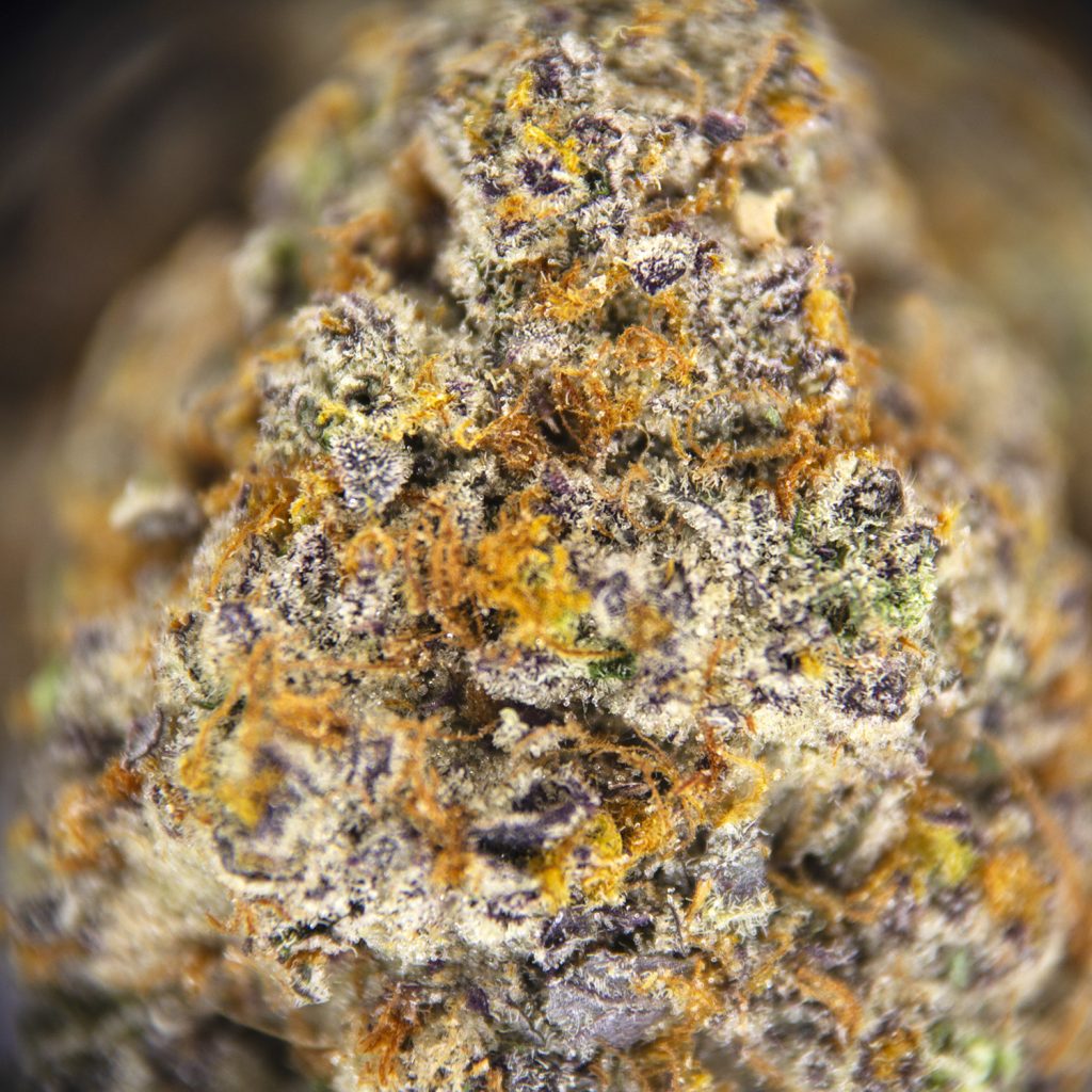 Rocket Chronic