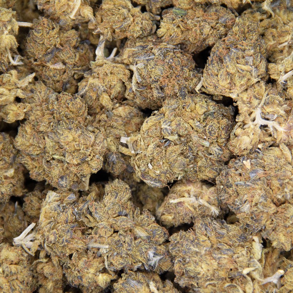 Rocket Chronic