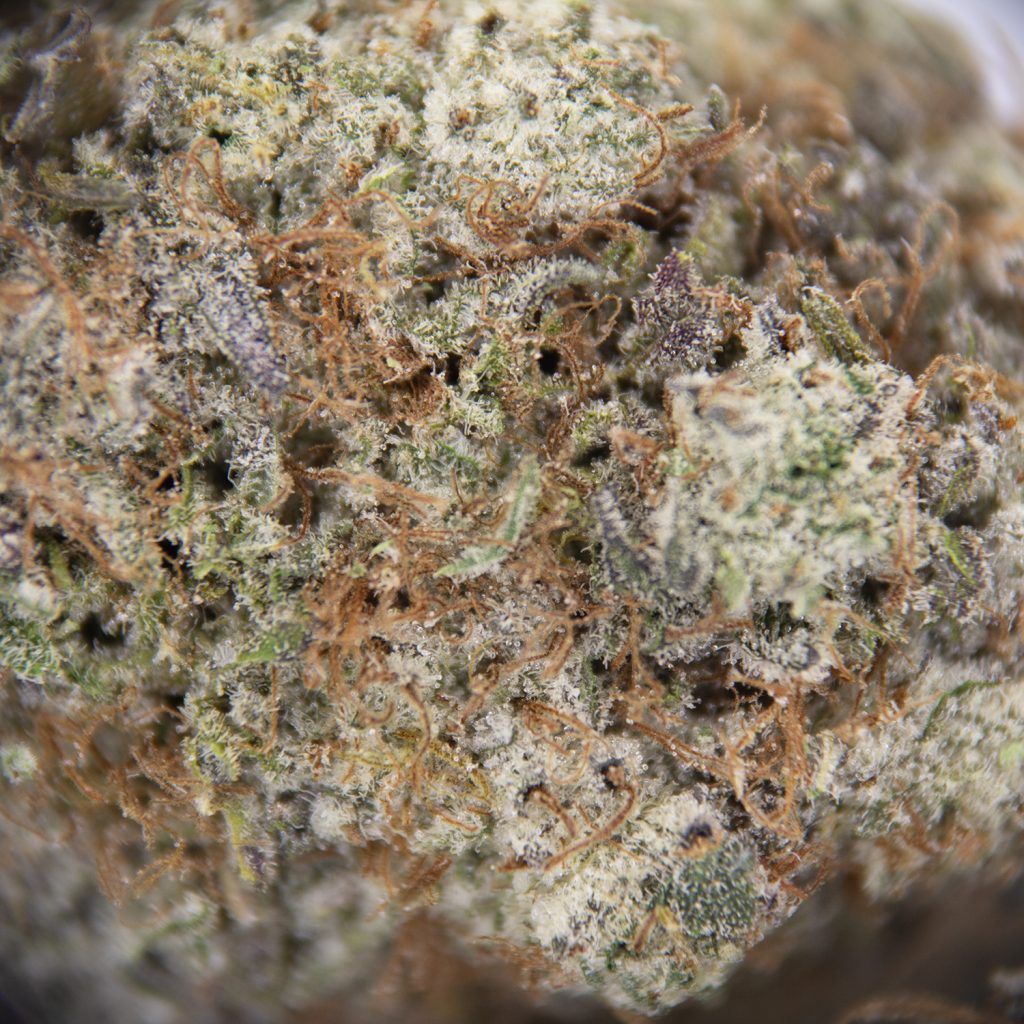 Rocket Chronic