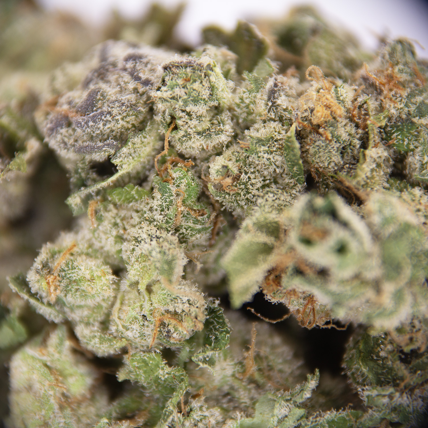 Point Break AA (1) copy