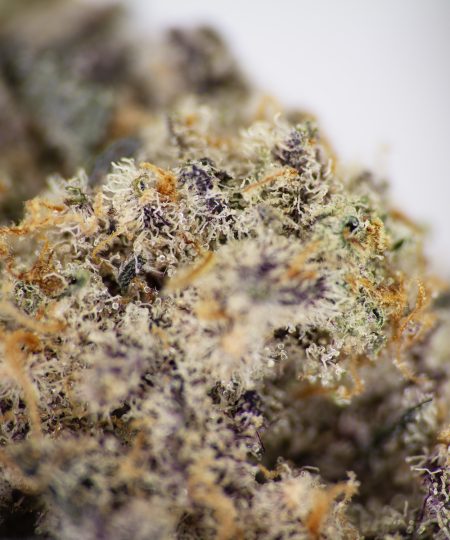 Purple Gelato AAA+ (2) copy