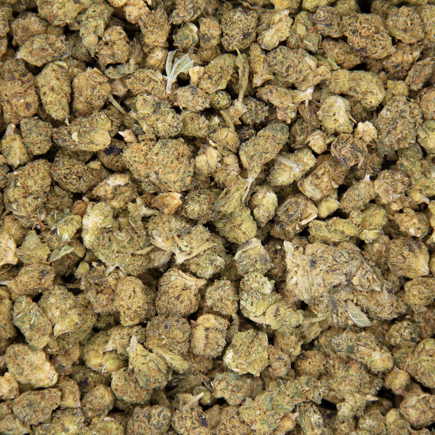 Hybrid Popcorn Mix AA - Image 2