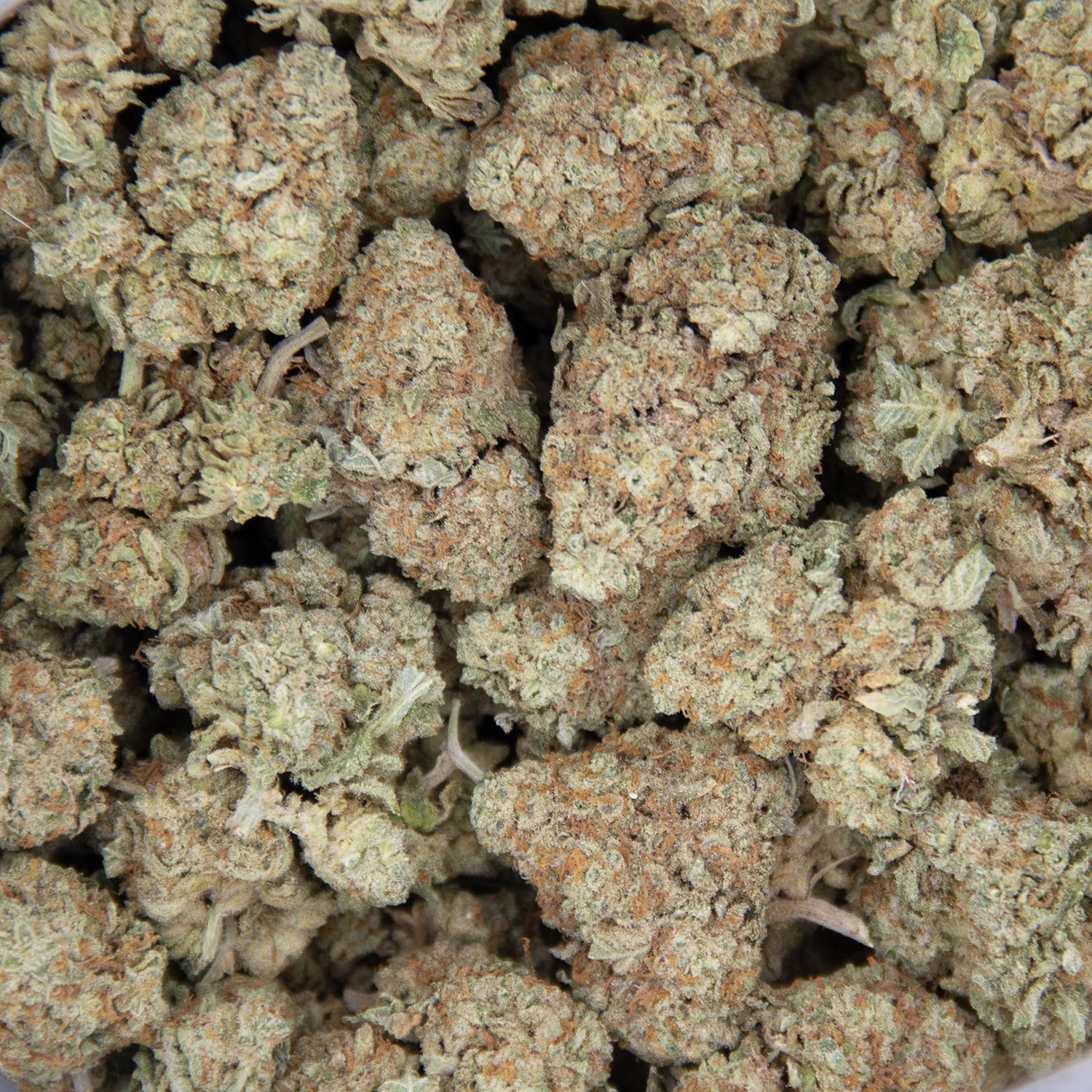 Lamb's Bread (mediums) AA - Image 3