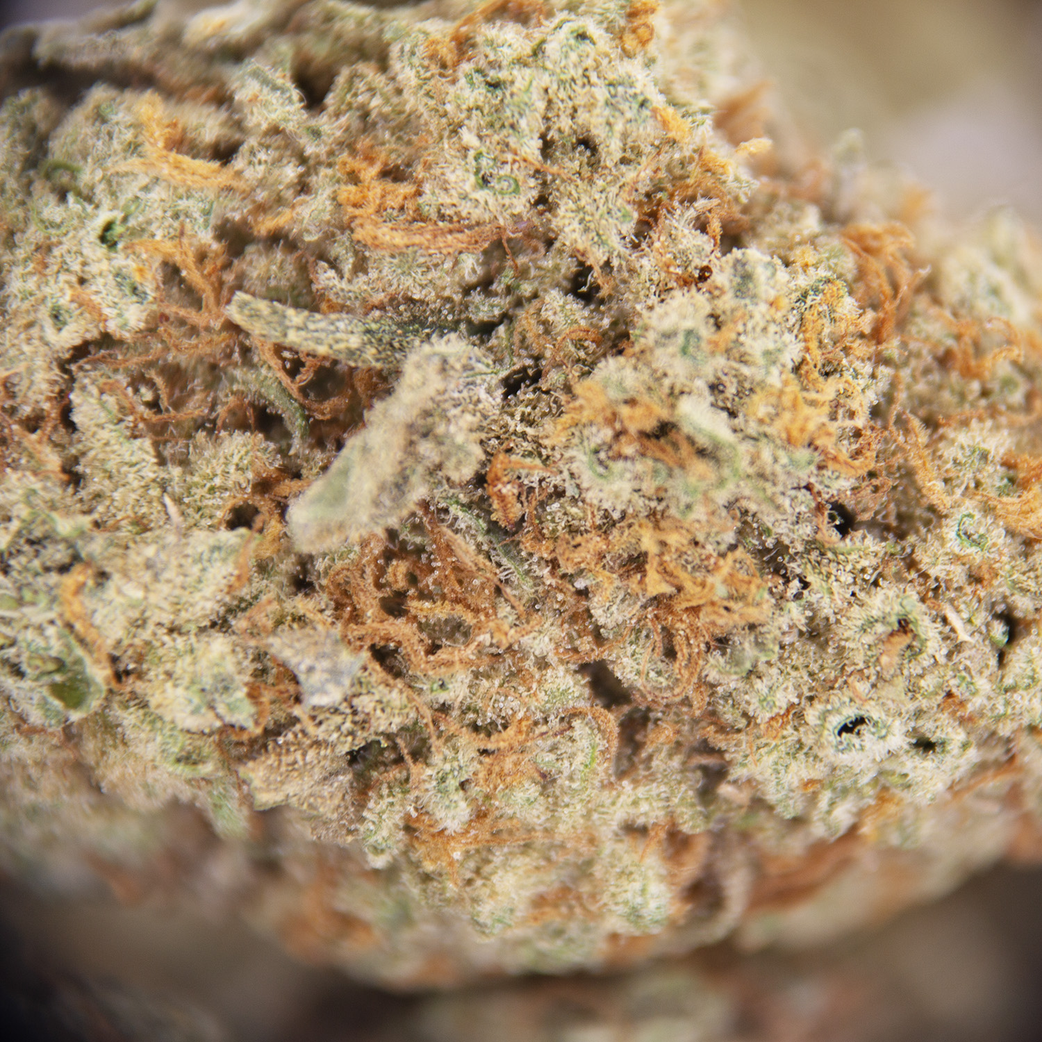 Lamb's Bread (mediums) AA - Image 2