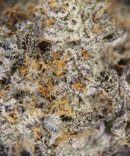 Alternative view of Rainbow Rozay AAAA