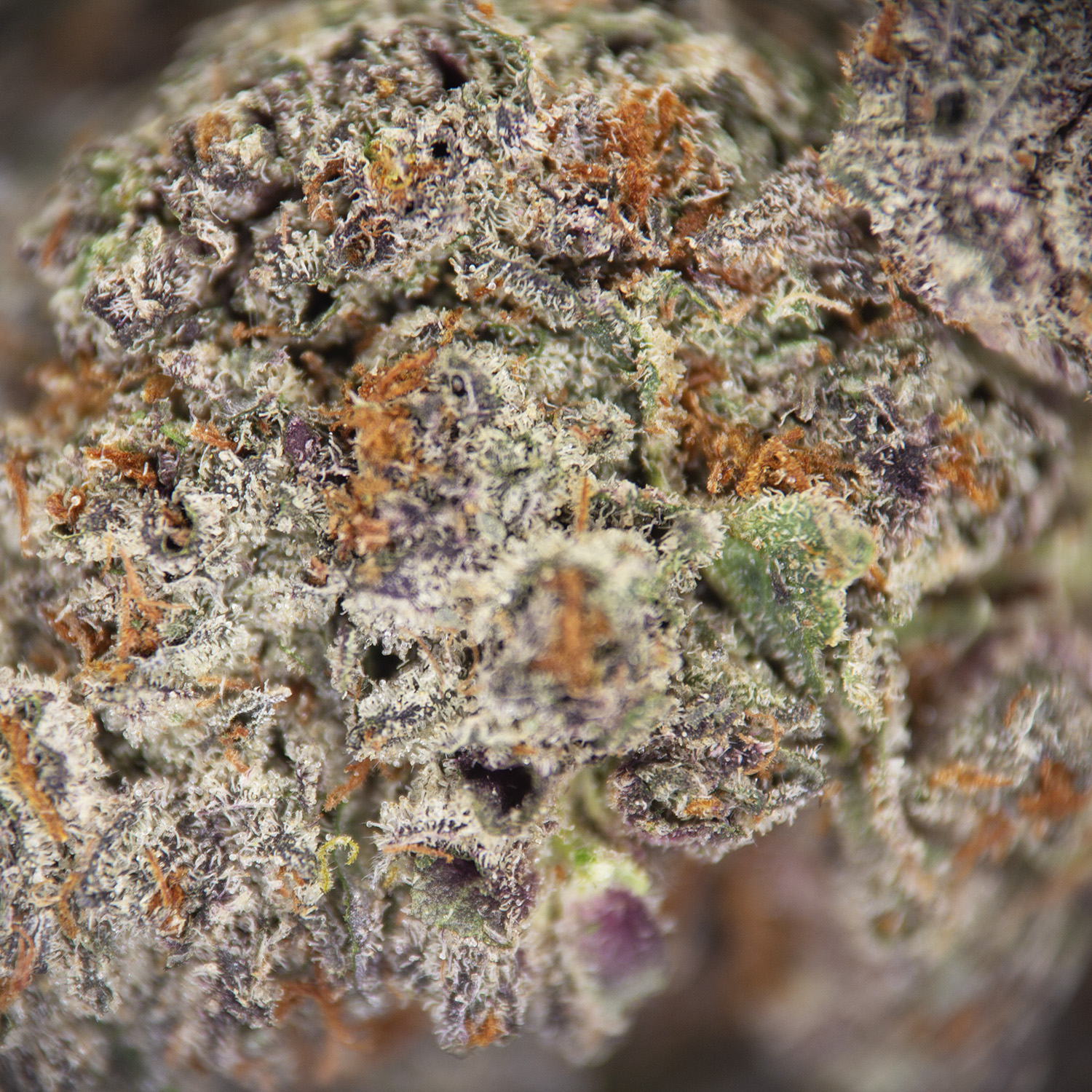 Red Bullz AAA - Image 2