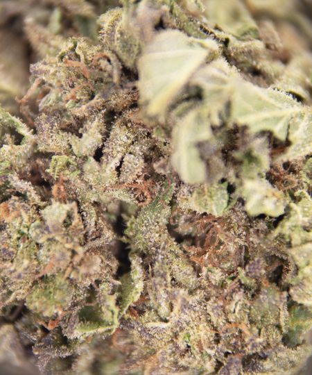 Alternative view of Watermelon Kush AA